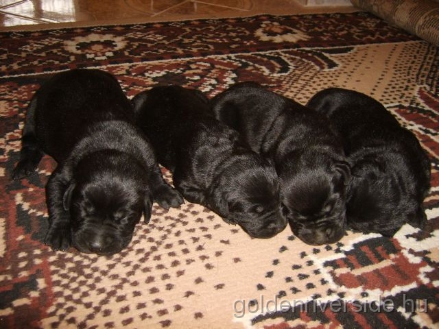 S6002884 k.jpg - Labrador retriever kiskutyk egy hetesen.